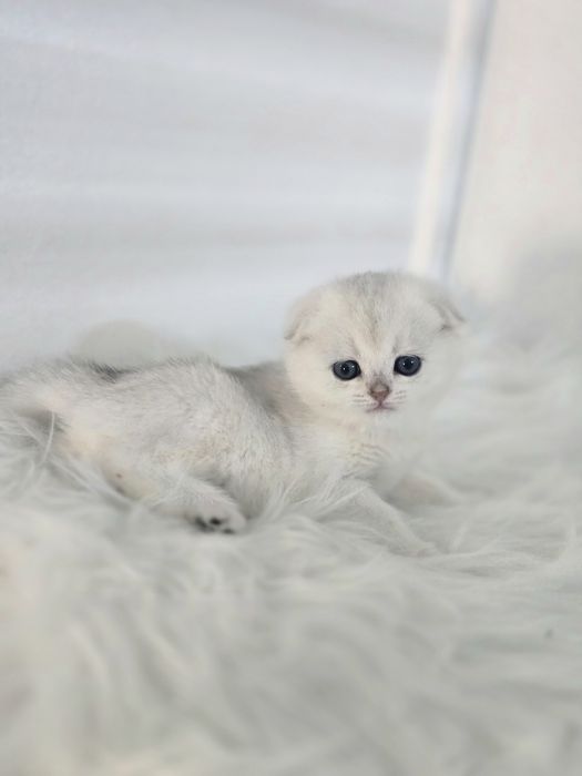 Шотландские шиншиллы