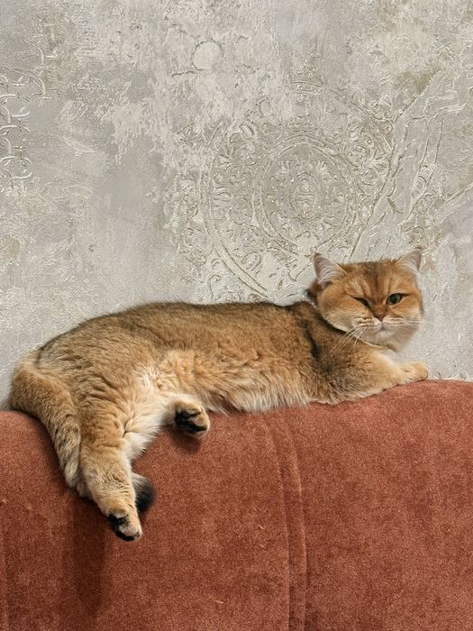 Кошка золотая шиншилла
