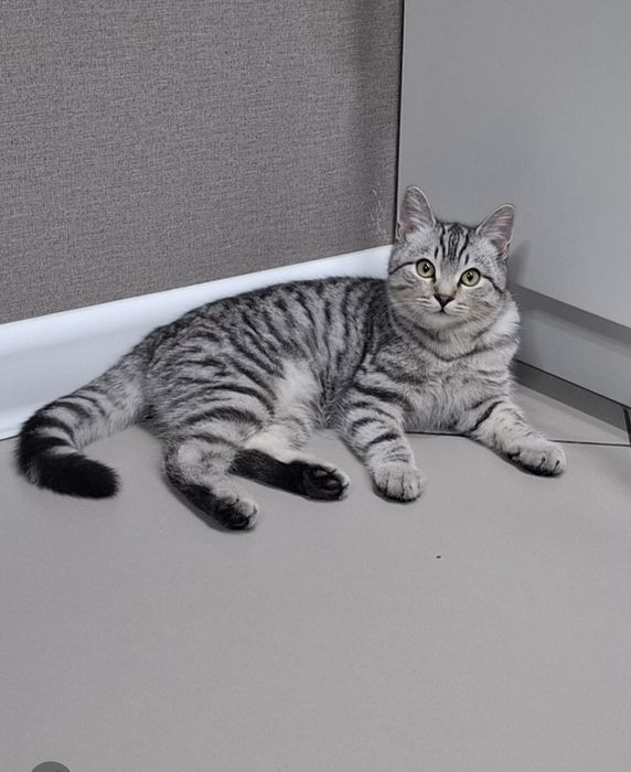 Продвется кот красавчик