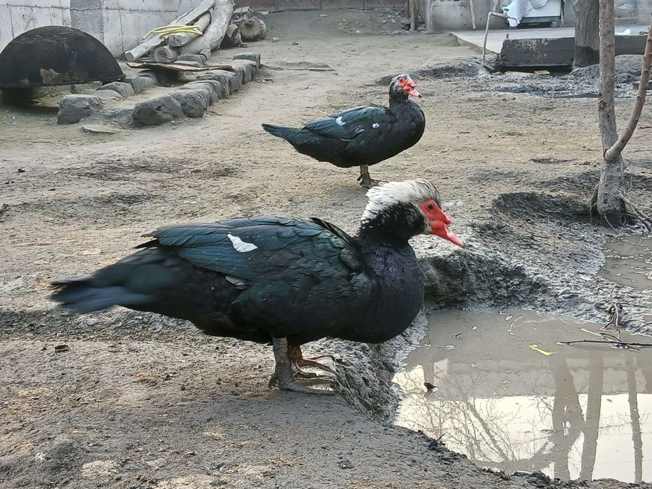 Ibdugudka xurozlar sotiladi