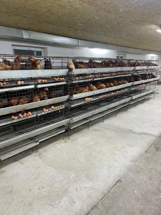 Клетки с поилками