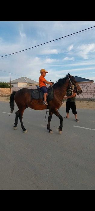 Жылкы тяжеловоз сатылады