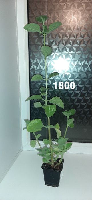 Продаются комнатные цветы г. Балхаш