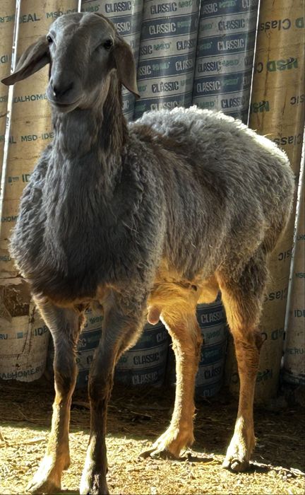 Арашан қошқар сатылды 1 жасар