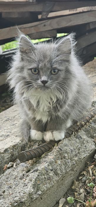 Отдам котят даром