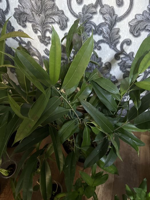 Цветы растения комнатные