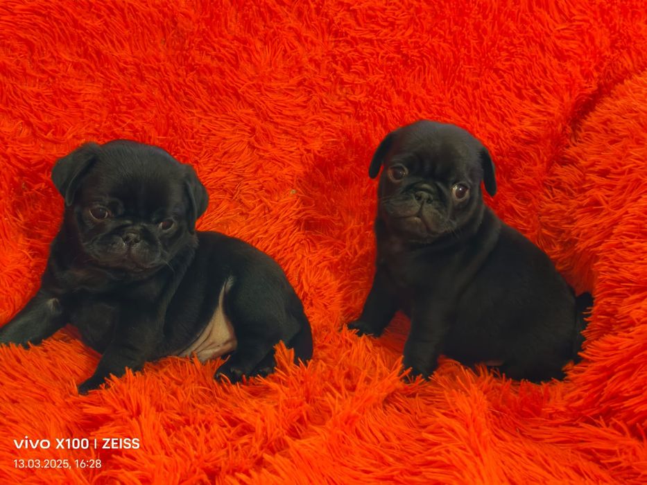 Продажа щенков мопс