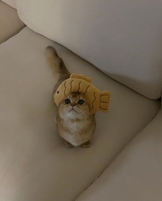 Продается Котята