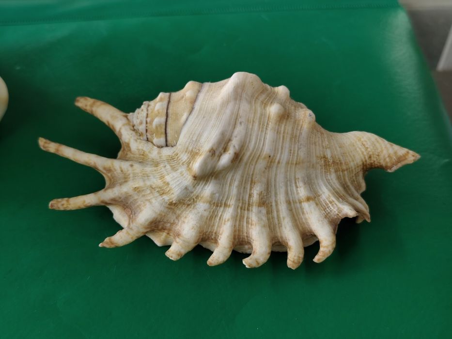 Рапан мида корал декорация