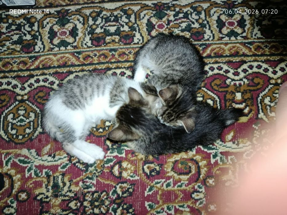 Мушук боллари берилади яхши куллар tekinga