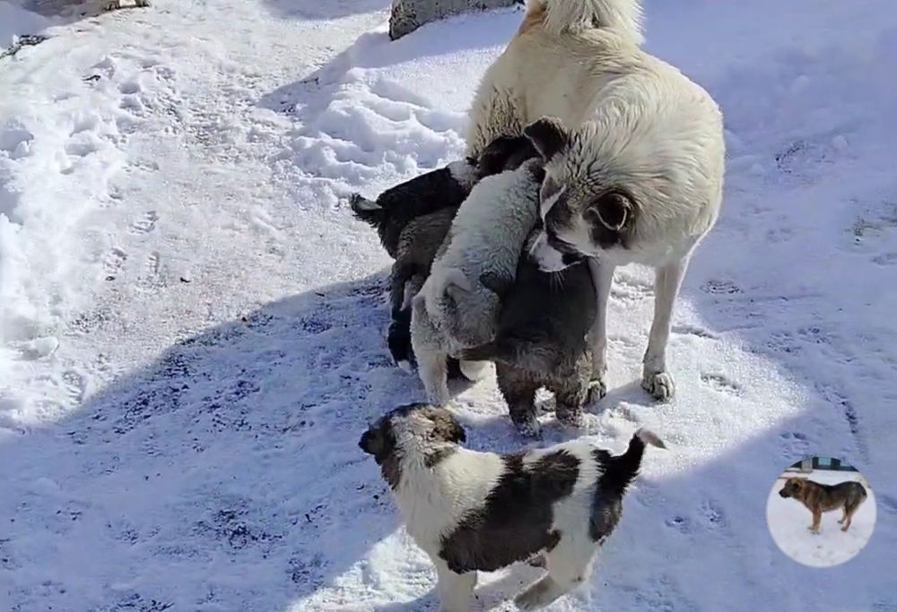 Кушиктер сатылады
