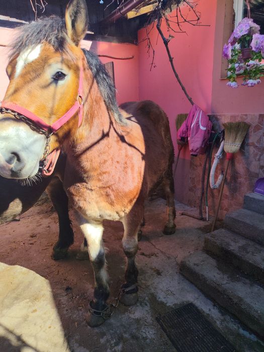 Vând o iapă și un harmăsar