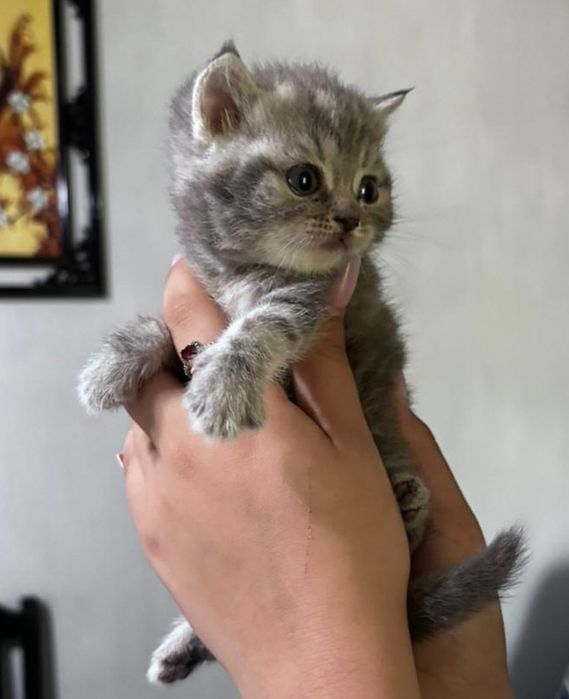 Котята Скоттиш-Фолд