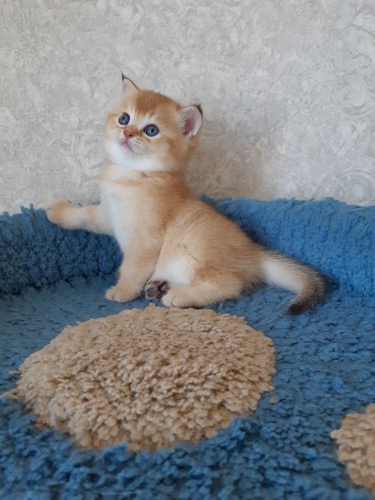 Шотландские Золотые Шиншилы