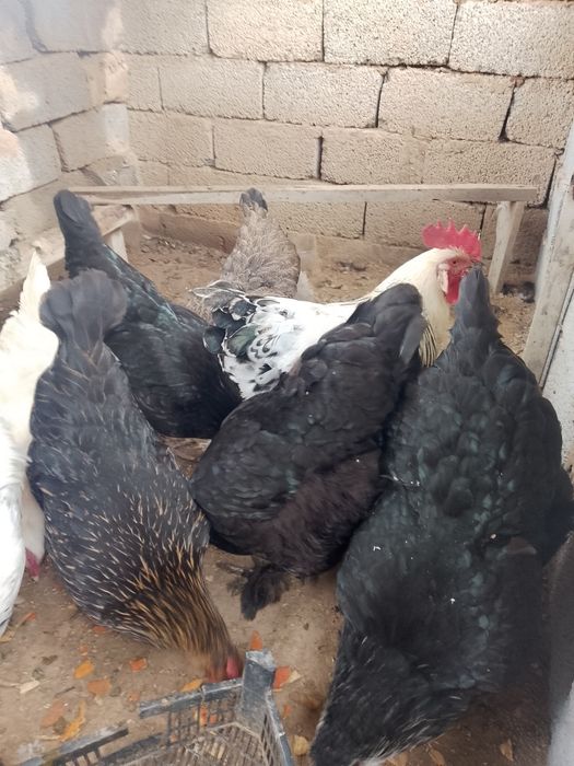 Бройлер тауықтары