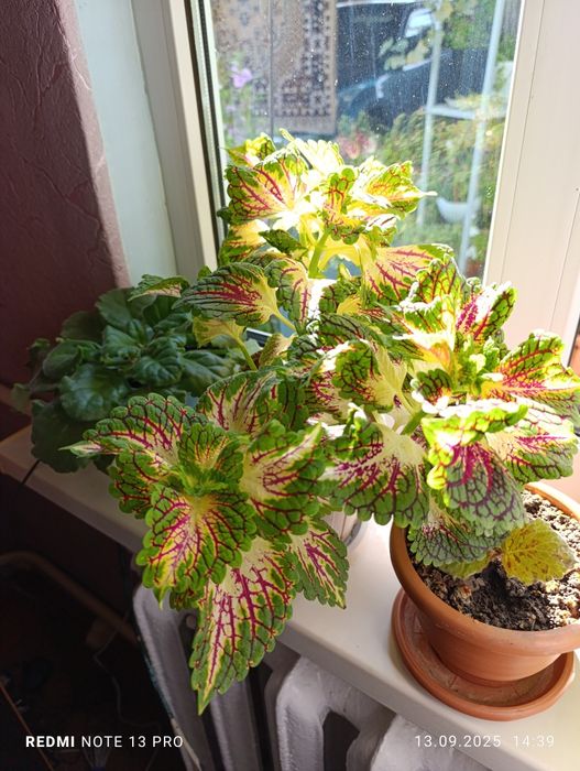 Продам комнатные цветы