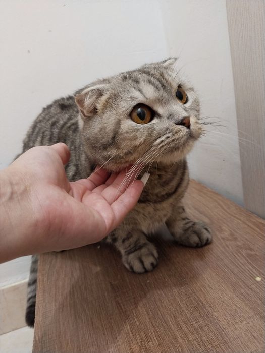 Кот ищет дом в добрые руки