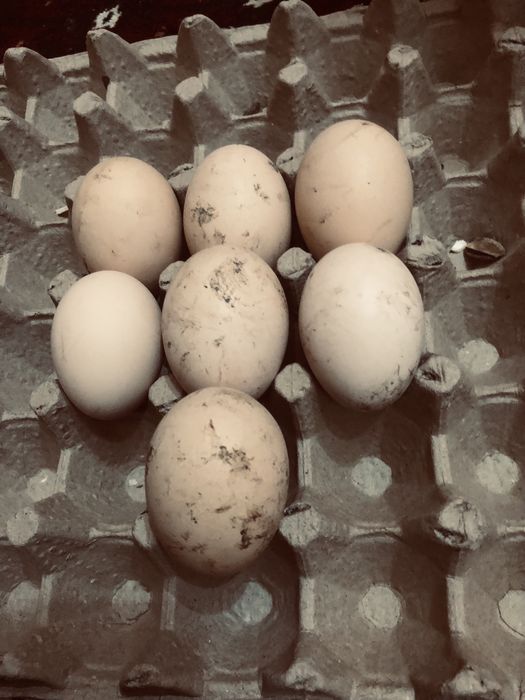 Tuxum qora shahzoda inkubatsyoni