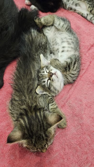 Котята 1,5 месяца