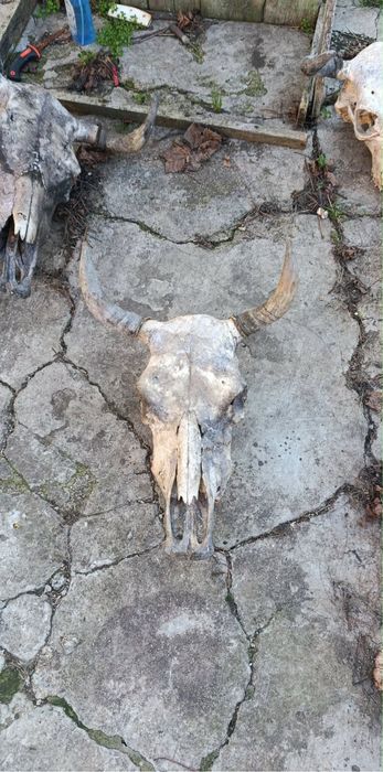 Череп на бивол на крава