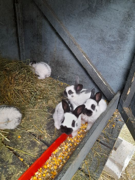 Disponibili puiu de fluture german și o femela janes de 3.5 luni
