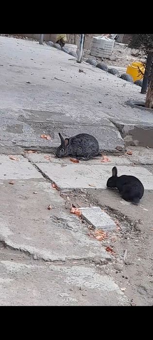 Продаются  кролики домашнии СРОЧНО