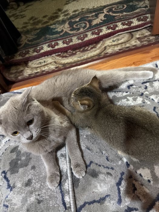 Катёнок 2 месяца