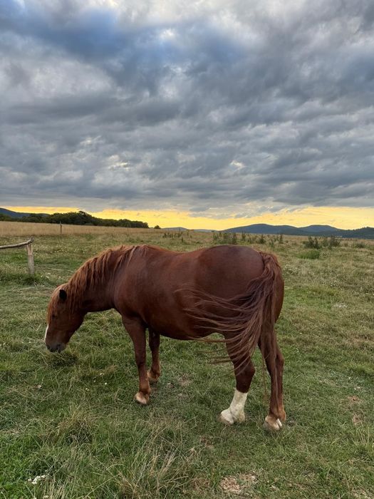 Vând cal de 8 ani