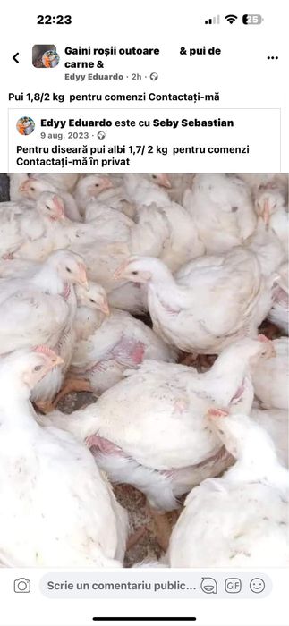 Rate pui alb si rasa mixta  cu livrare