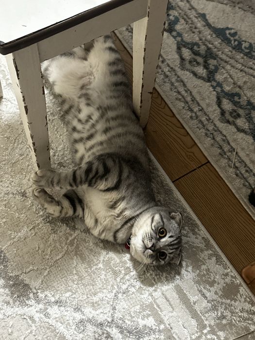 Шотландская вислоухая кошка