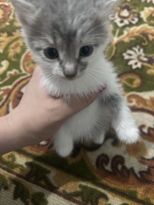 Отдам котят бесплатно