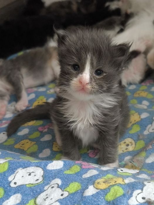 Продам котят мейкун