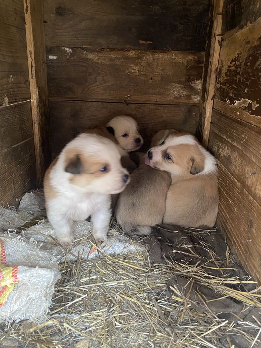Donez căței metis amstaff-cane corso