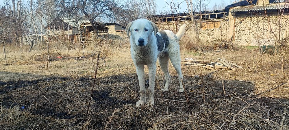 Катта зотли ит сотилади