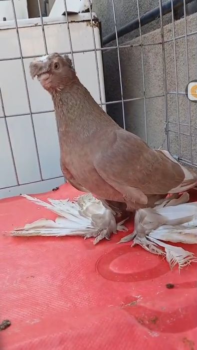 Продам голубей...