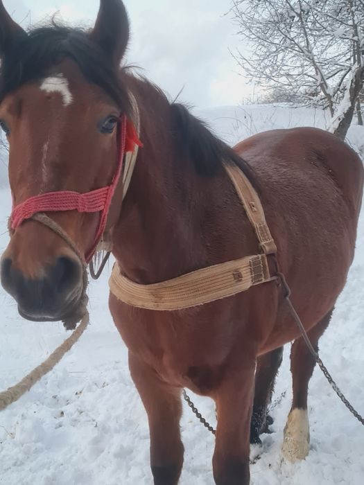 Vând mânza  vârsta 2 ani jumate