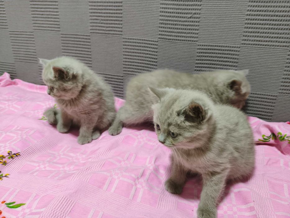 Котята Скотишь страйт, окрас лиловый.
