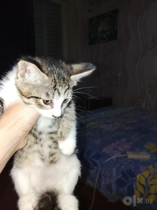 Отдам даром котят