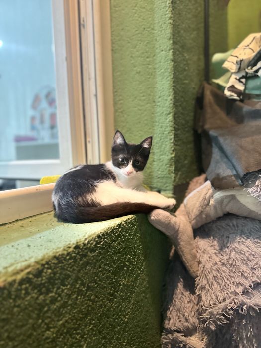 Отдам котят 3 месяца