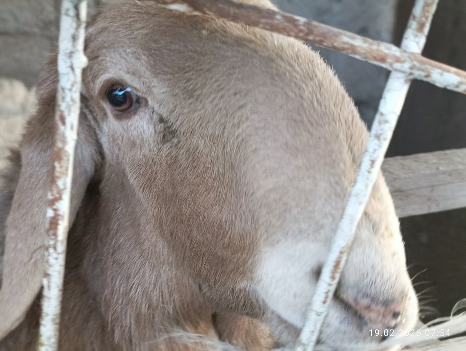 Кошкара продаммм