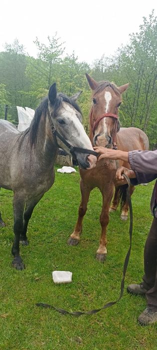 Vând iapa cu mânză