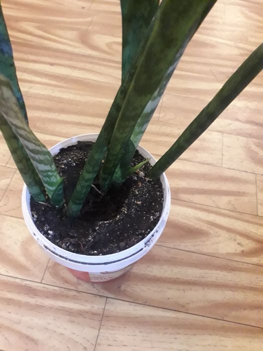 Продам комнатные растения