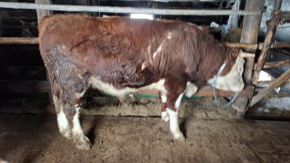 Бычек малдануга 800