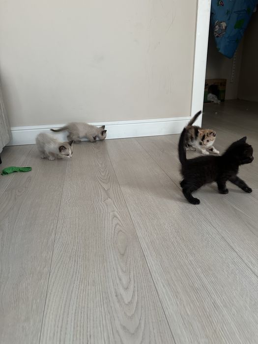 Кошка и котята. Отдам в хорошие руки