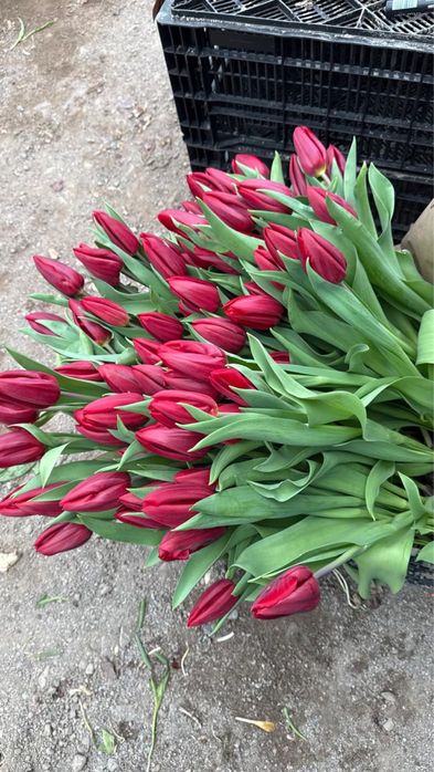 Тюльпаны в Астане