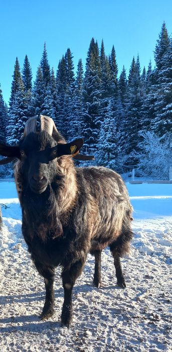 Козы, козлы Альпийские