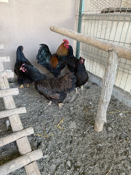 Gaini de rasa Și oua pentru incubat!