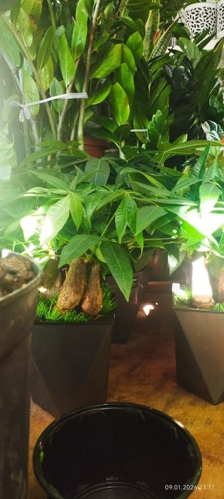 Уход за растениями