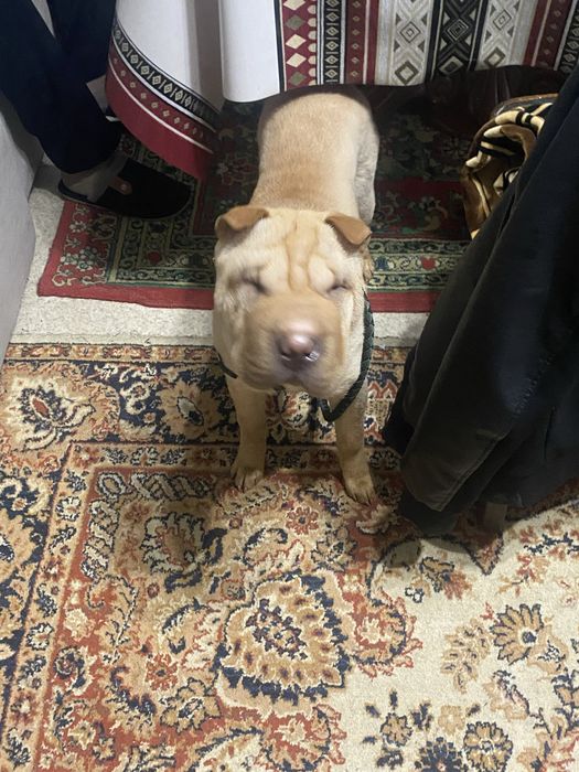 Продам шарпея 5 месячного