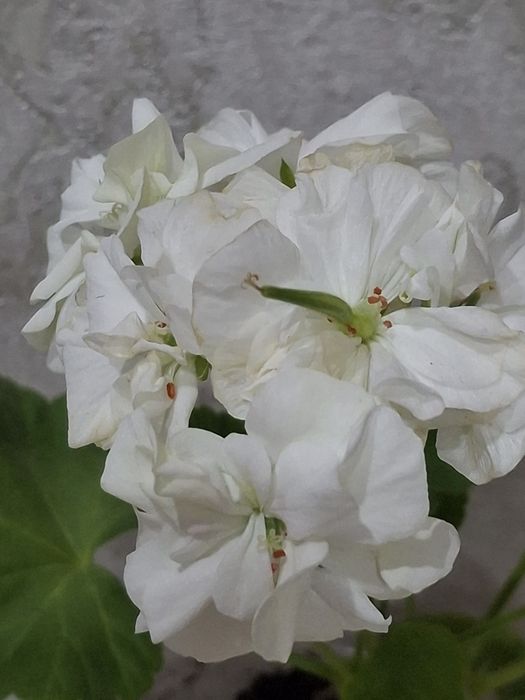 Продам пеларгонии цветущии